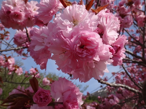 菊名駅菊名駅には八重桜の名所あり！春は菊名駅のカーボン山で花見をしよう！